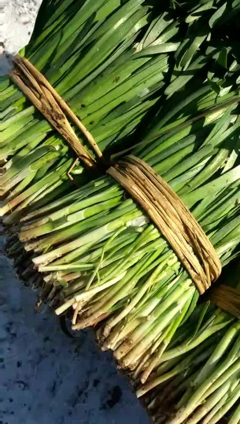 韭菜头茬