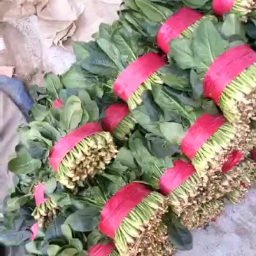 大叶菠菜20~25厘米