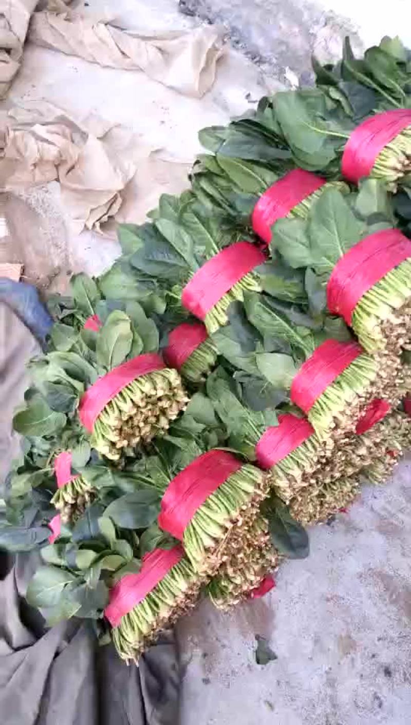 大叶菠菜20~25厘米