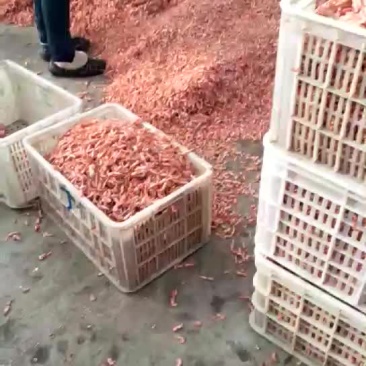 红虾食用冰鲜虾