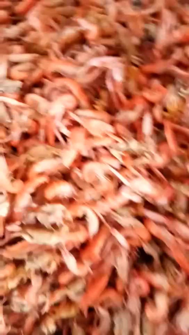 红虾食用冰鲜虾