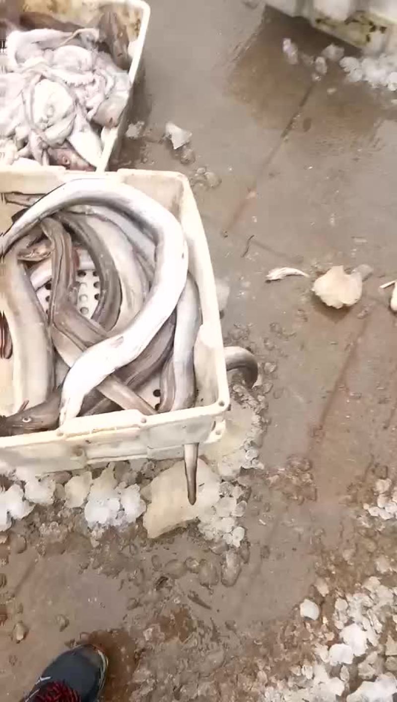 红虾食用冰鲜虾