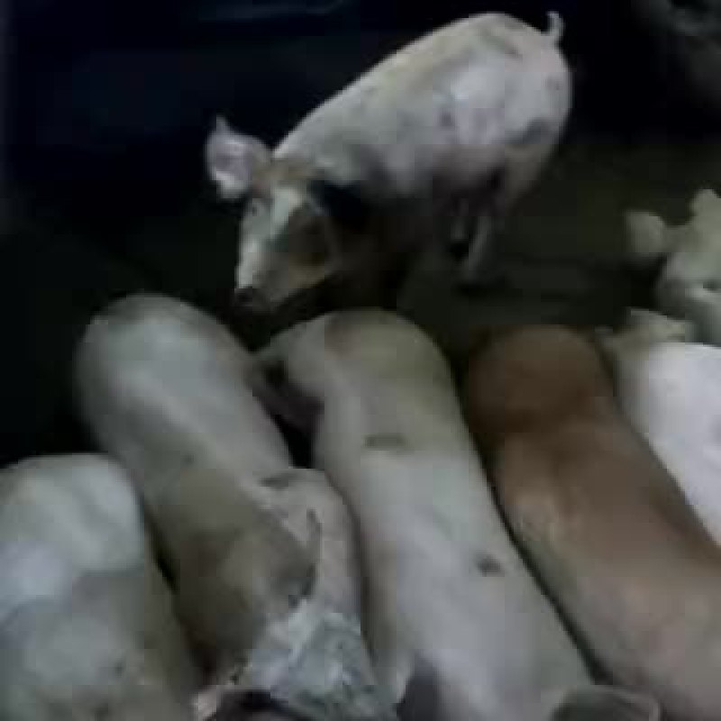 三元猪100~150公斤以上