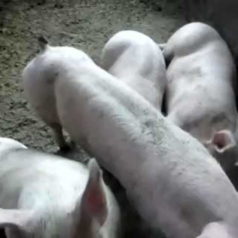 三元猪100~150公斤以上
