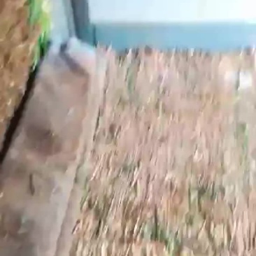 韭菜头茬