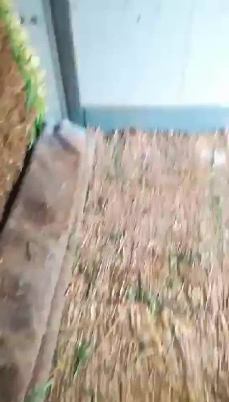 韭菜头茬