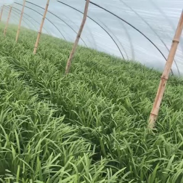 韭菜二茬