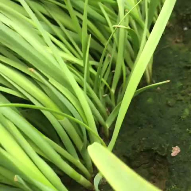 韭菜二茬