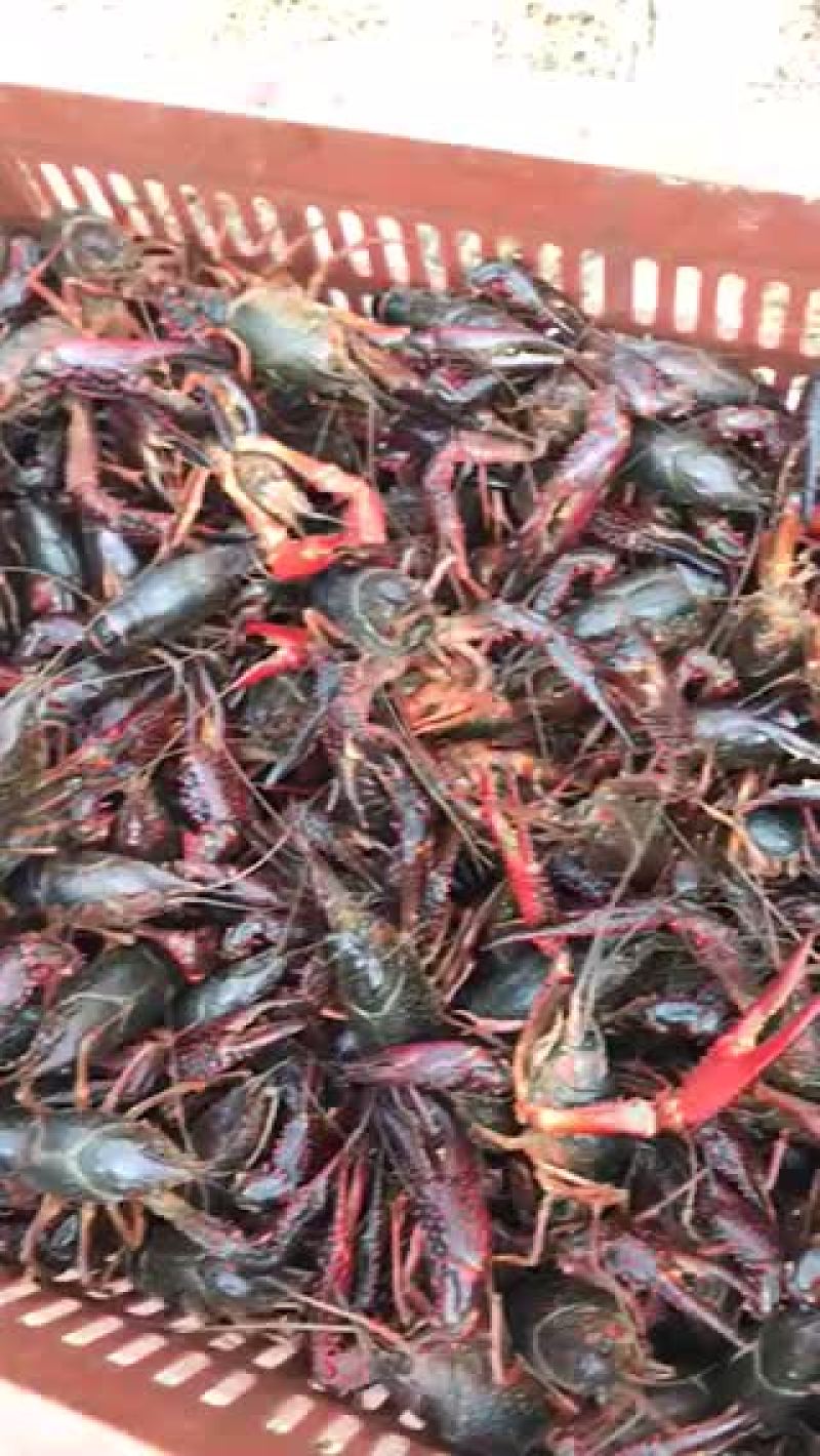 澳洲淡水小龙虾食用7-9钱（35-45克）活虾小龙虾