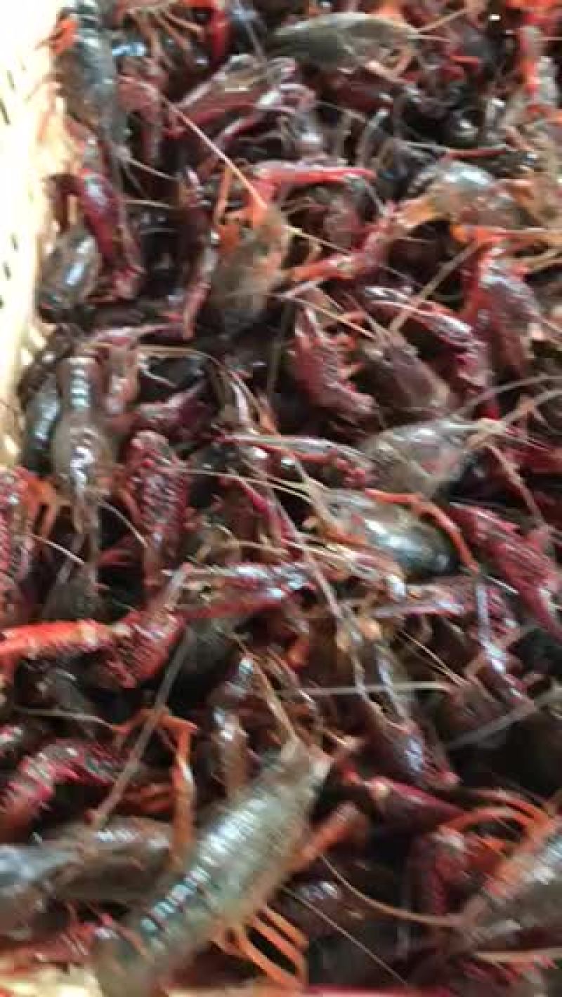 澳洲淡水小龙虾食用7-9钱（35-45克）活虾小龙虾
