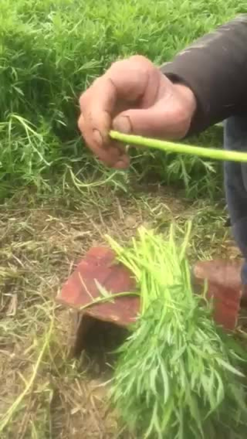 芦篙