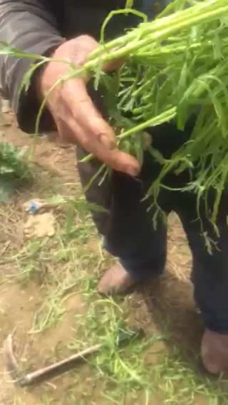 芦篙