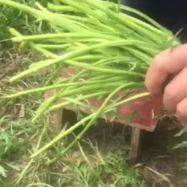 芦篙