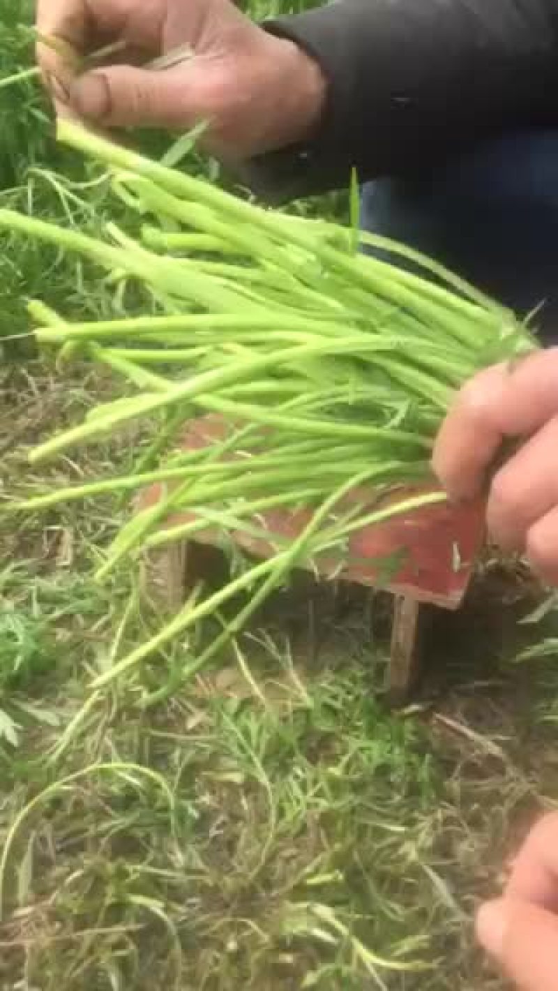 芦篙