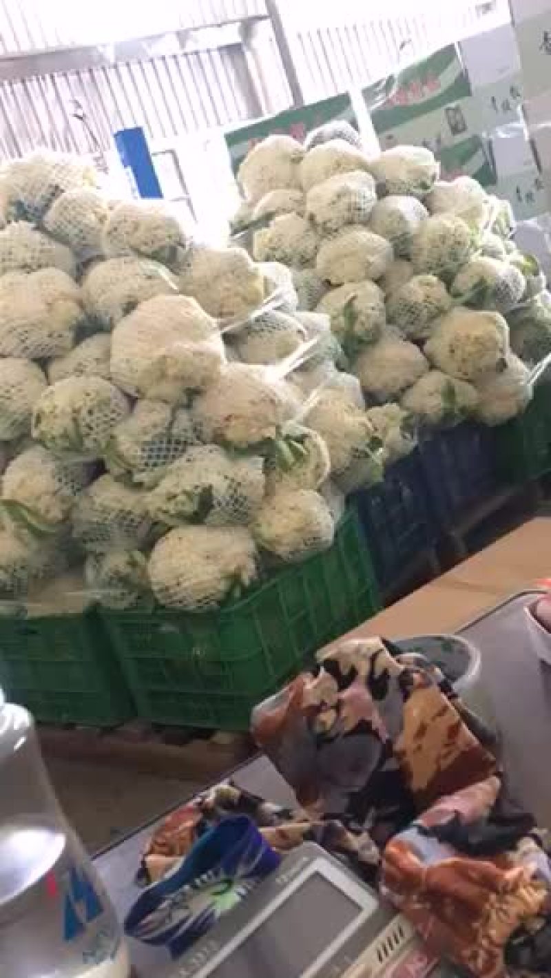 菜花散花3斤以上米黄