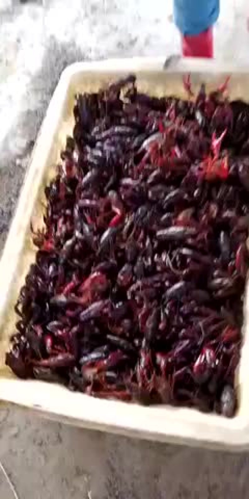 澳洲淡水小龙虾小龙虾大量上市