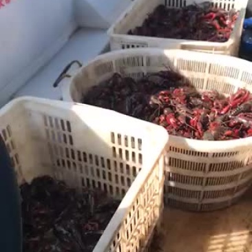 澳洲淡水小龙虾小龙虾大量上市