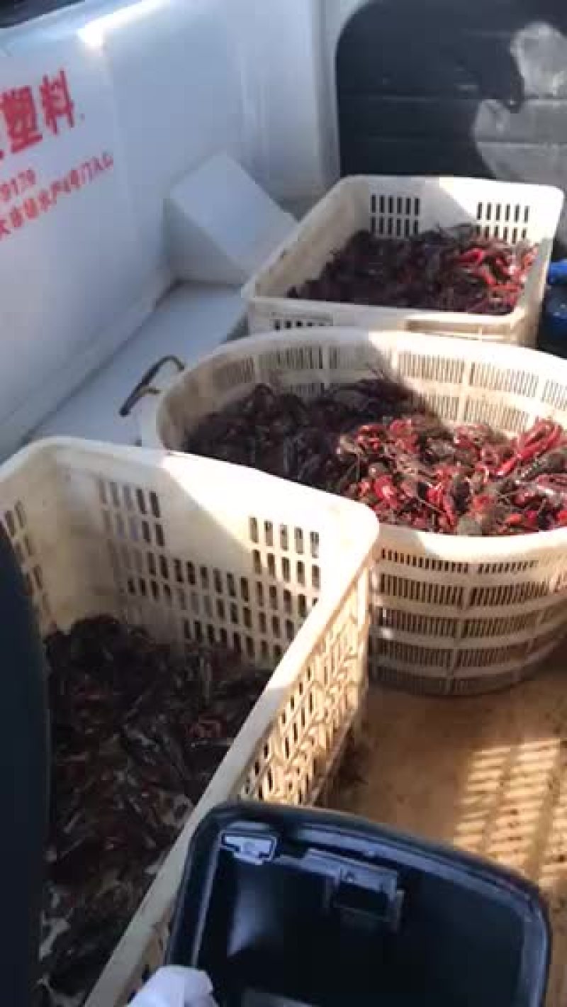 澳洲淡水小龙虾小龙虾大量上市