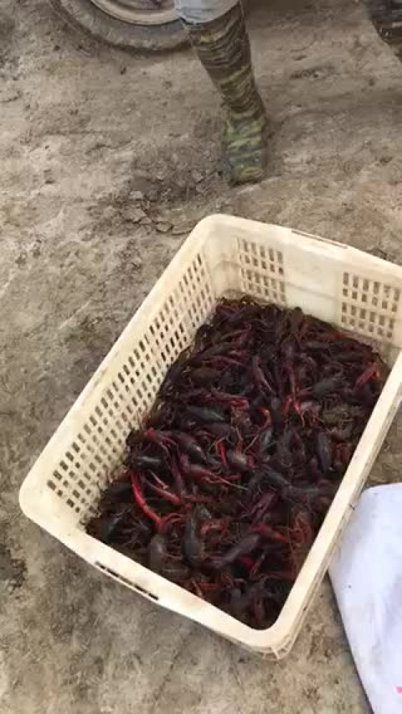 澳洲淡水小龙虾小龙虾大量上市