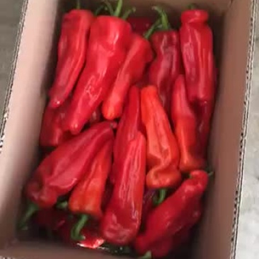 红椒15~20厘米红中辣