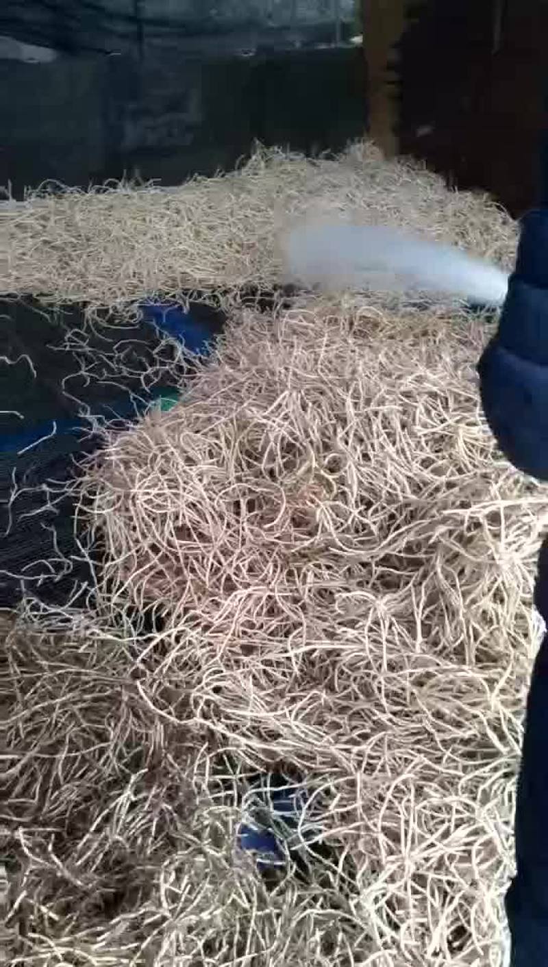 鱼腥草箱