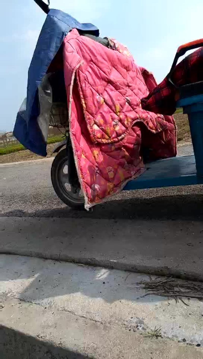 鱼腥草箱