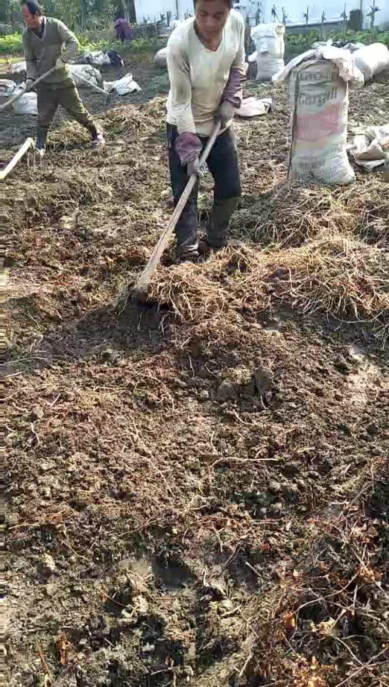 鱼腥草箱