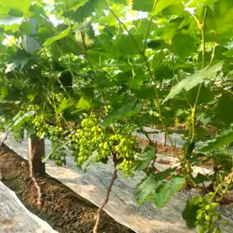 维多利亚葡萄10%以下1~2斤