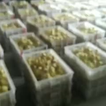 狮头鹅苗0.5斤以下