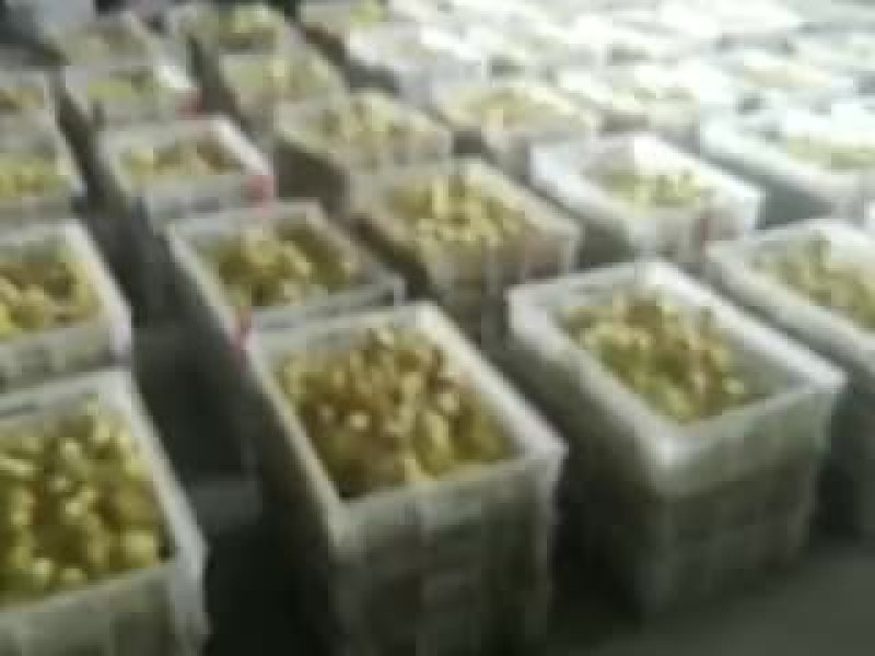 狮头鹅苗0.5斤以下