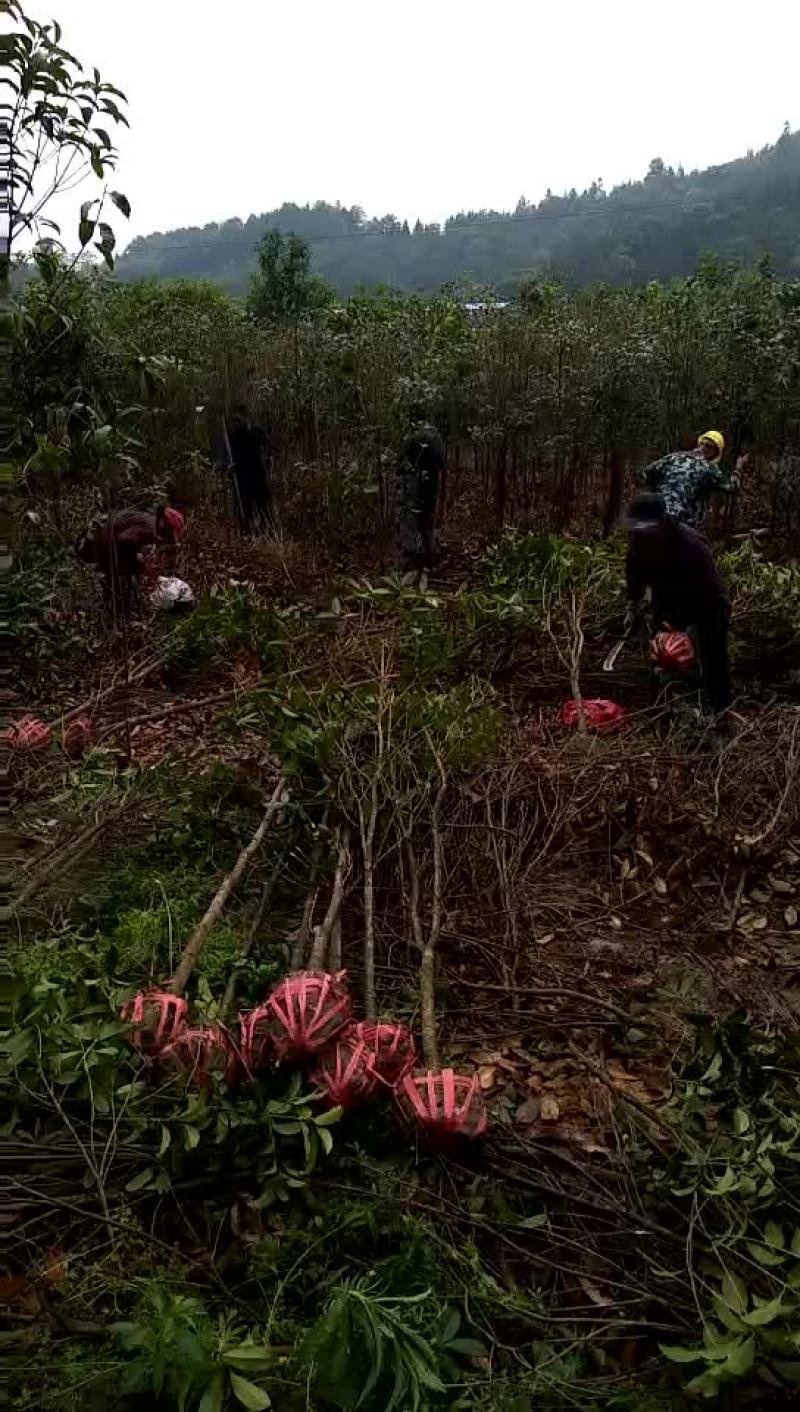 桂花苗处理地径3公分桂花