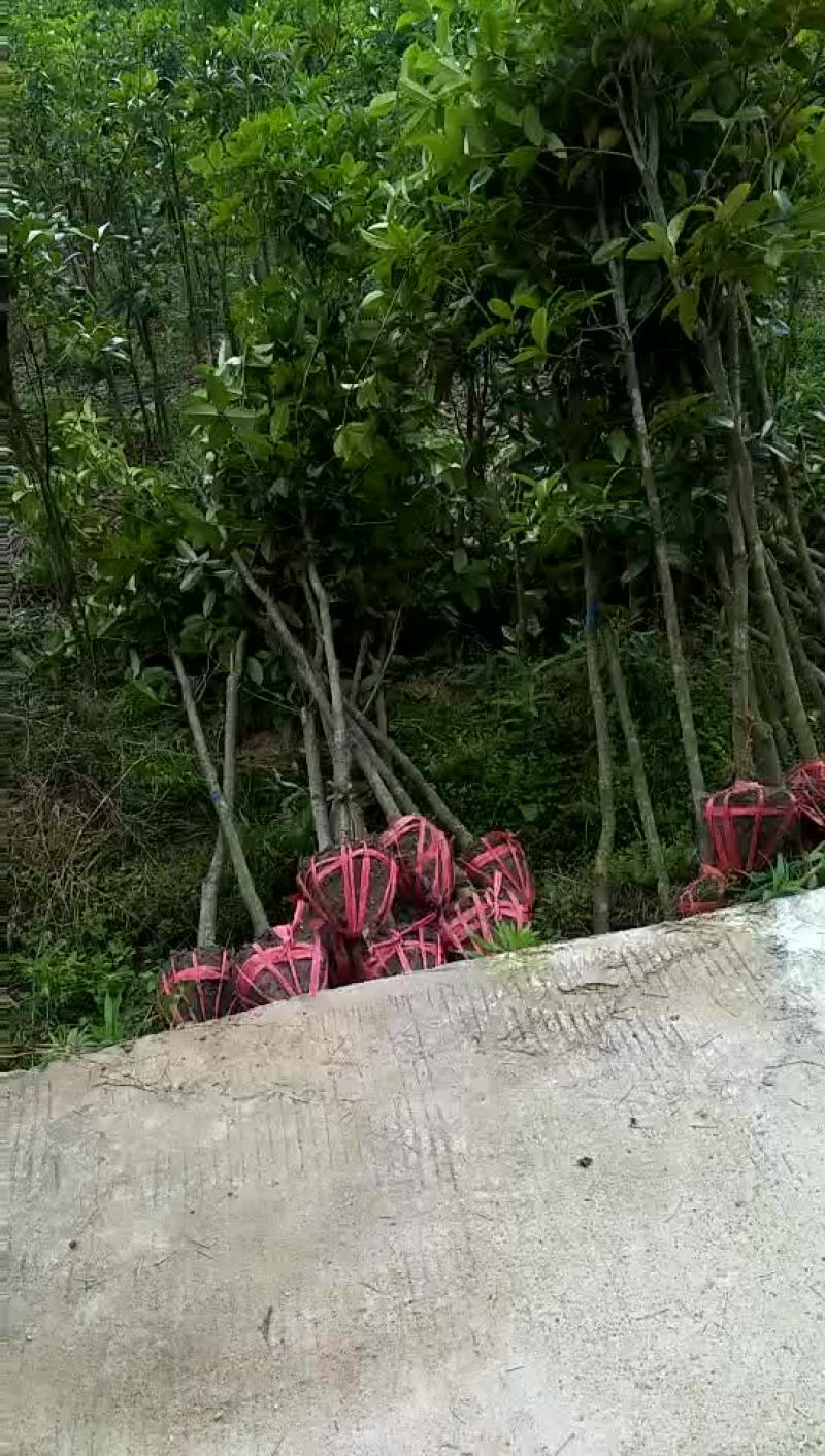桂花苗处理地径3公分桂花