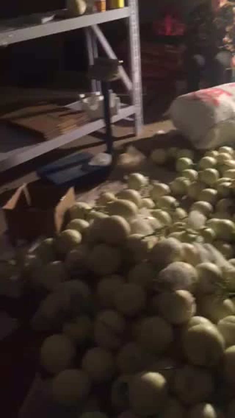 锦王西瓜10斤打底9成熟1茬