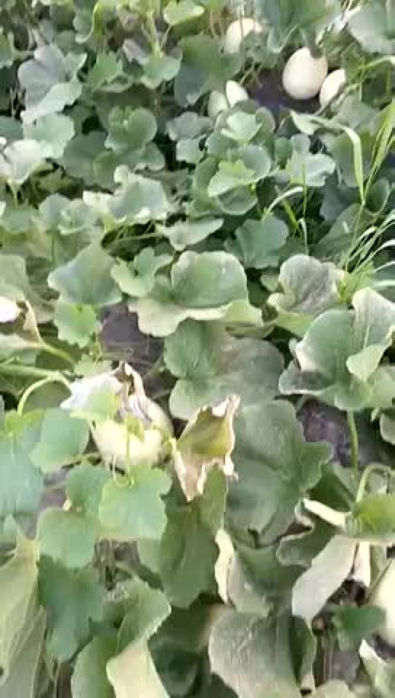 锦王西瓜10斤打底9成熟1茬