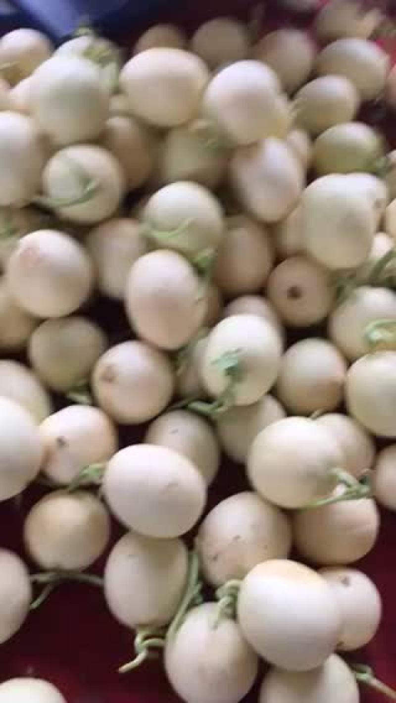 锦王西瓜10斤打底9成熟1茬