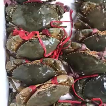 红蟹食用雄蟹