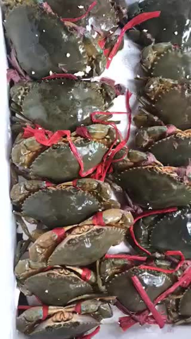 红蟹食用雄蟹