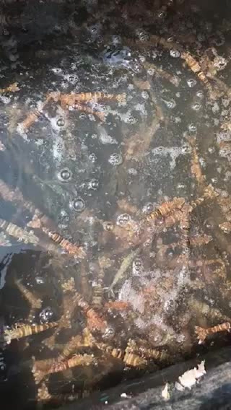 斑节虾食用活虾