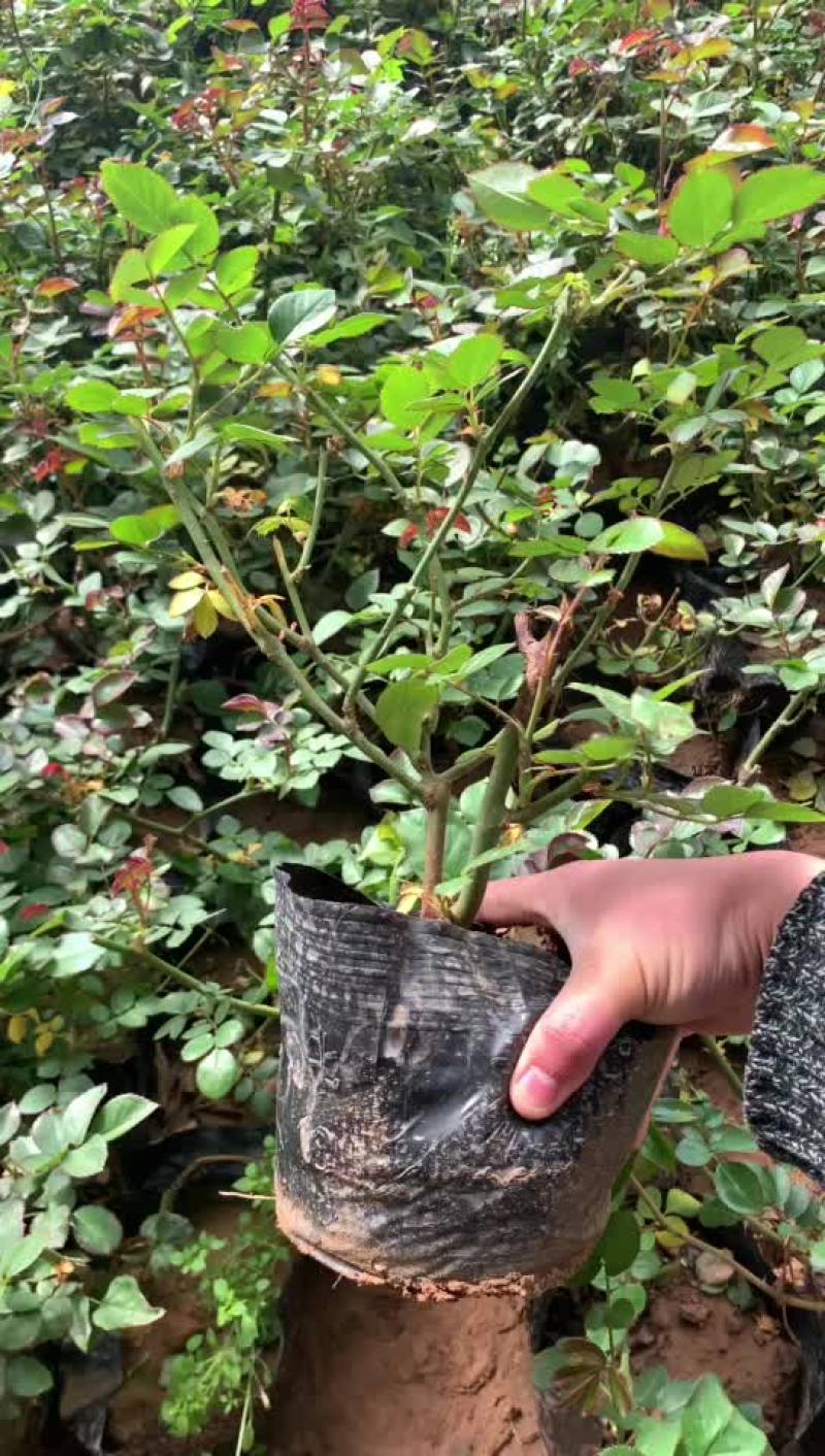 大花月季