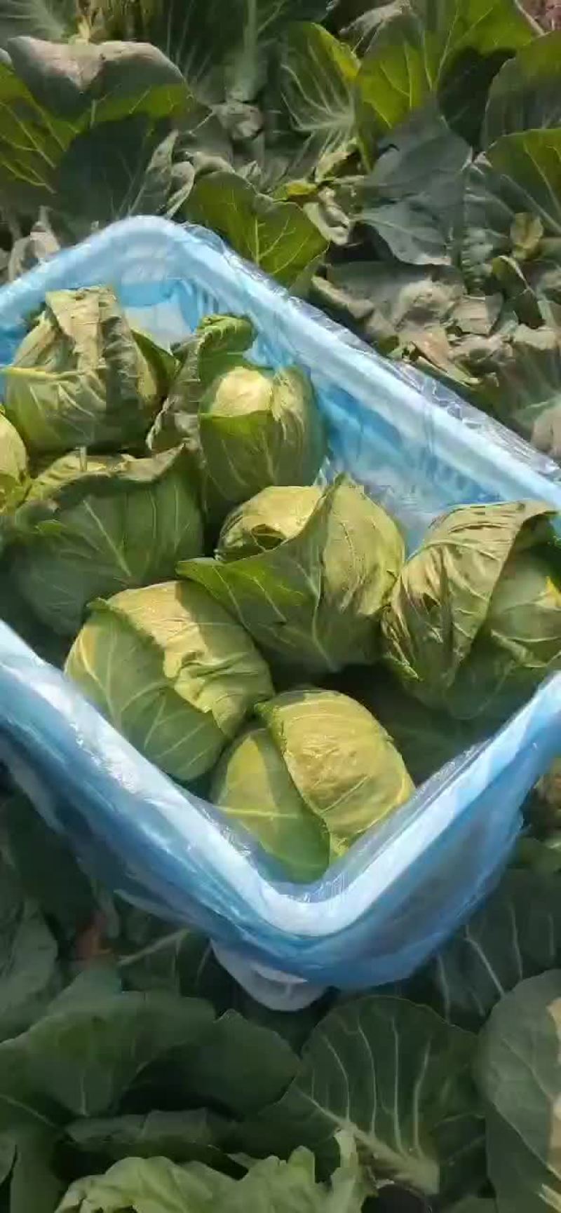 精品甘蓝上市！质量超好！
