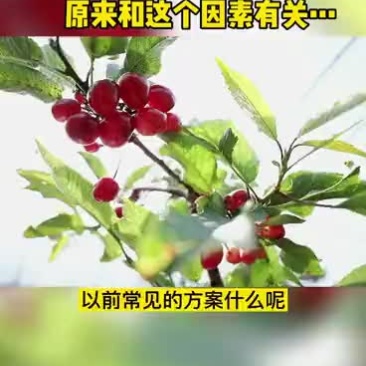 大棚除湿器大棚除湿设备樱桃大棚除湿器蔬菜大棚蔬菜除湿器