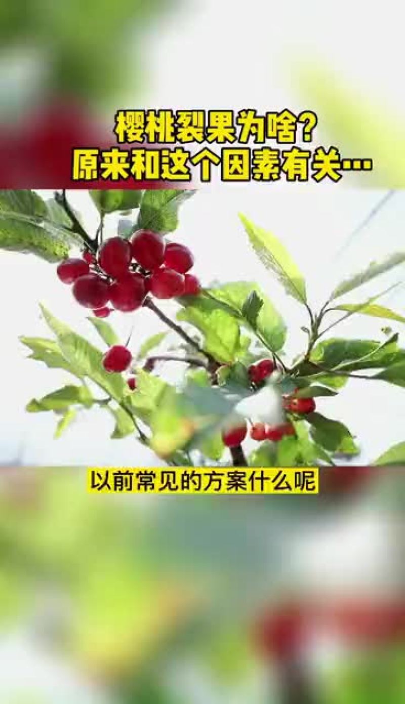 大棚除湿器大棚除湿设备樱桃大棚除湿器蔬菜大棚蔬菜除湿器