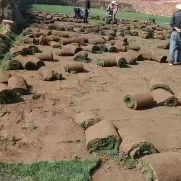 草坪草皮，马尼拉草、果岭草、四季青自产自销，可提供发票