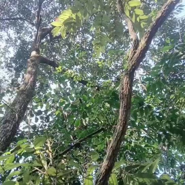 十大功劳基地直供一手货源品质保证欢迎采购