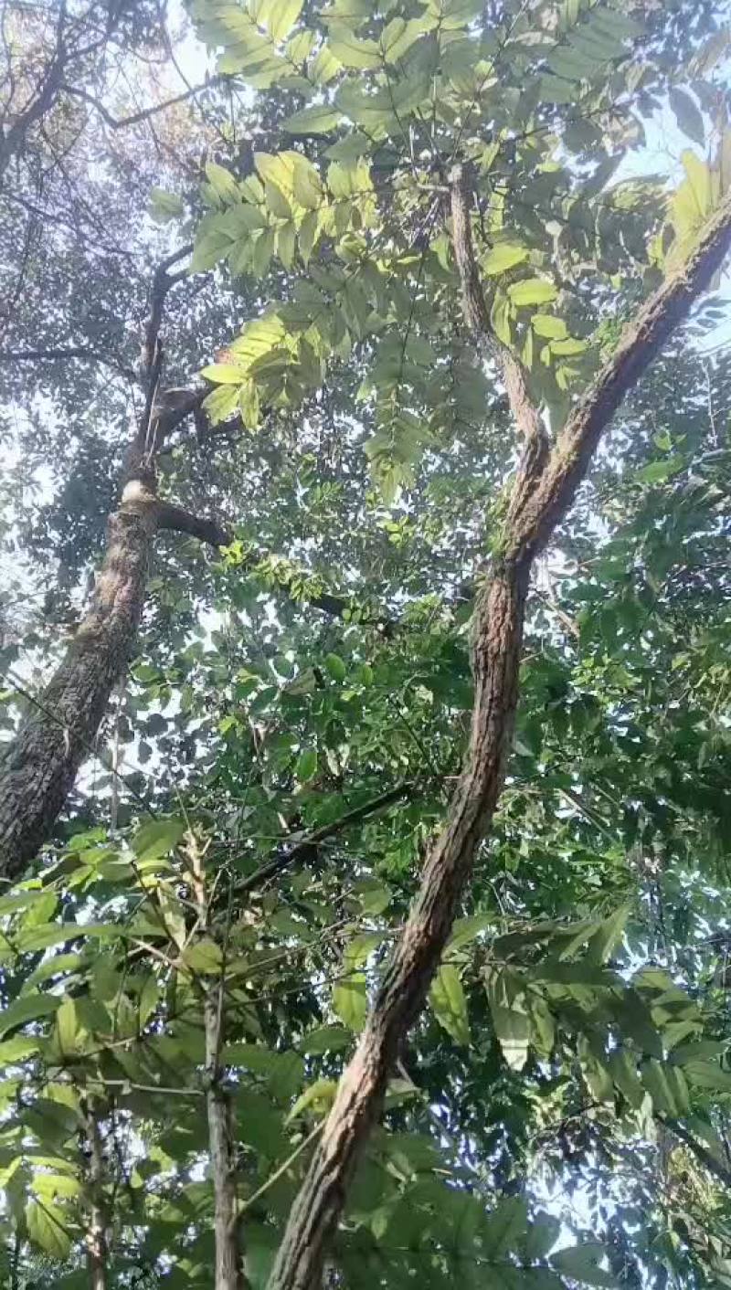 十大功劳基地直供一手货源品质保证欢迎采购