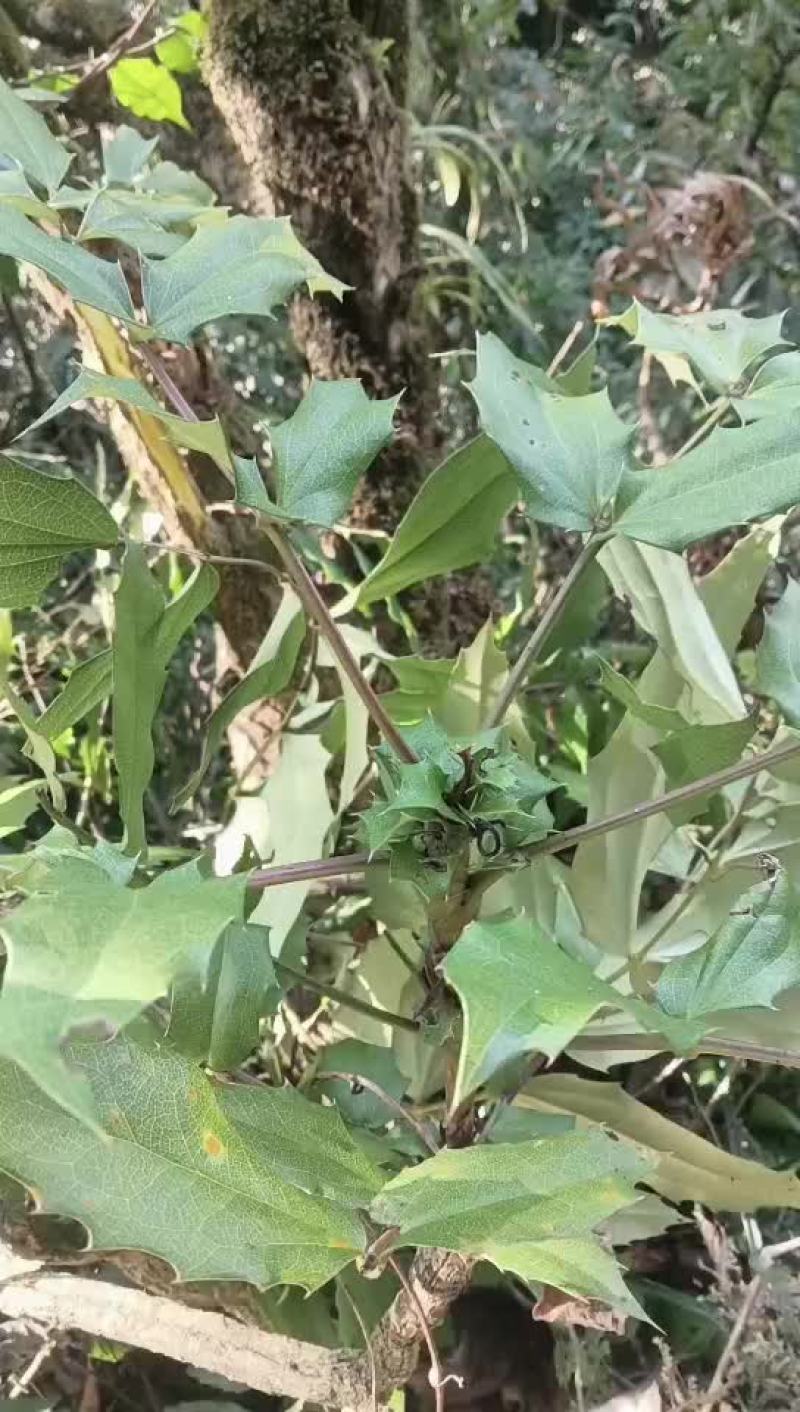 十大功劳基地直供一手货源品质保证欢迎采购