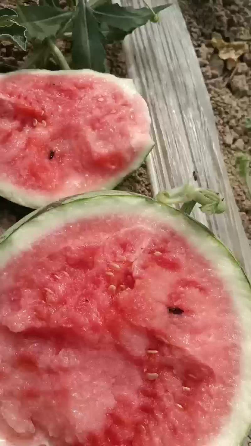 【西瓜】，自家种植，产地直发，价格可谈