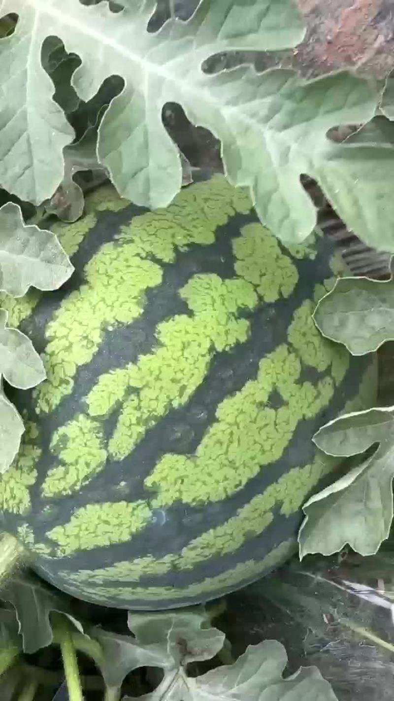 【西瓜】，自家种植，产地直发，价格可谈
