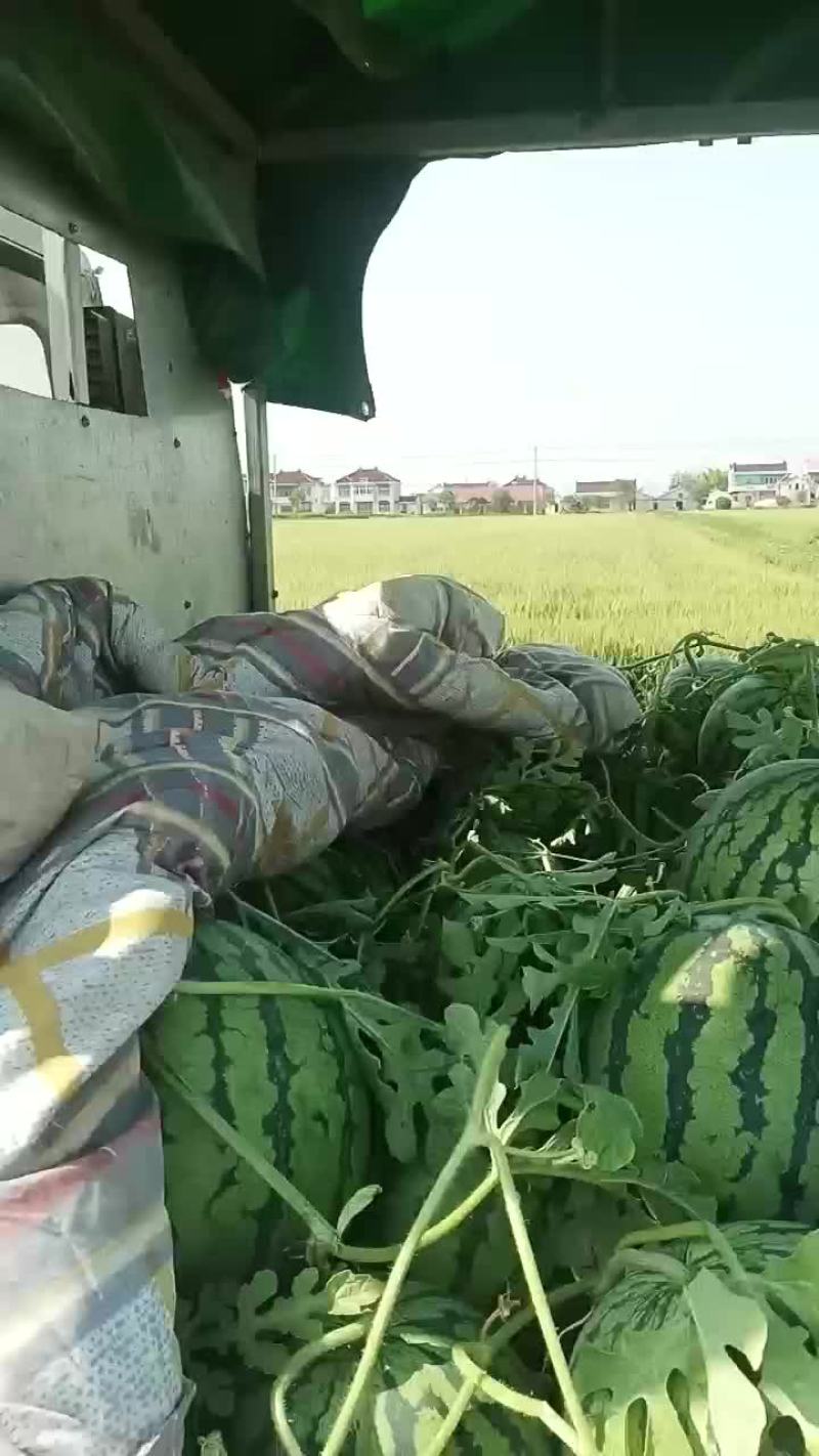 【西瓜】，自家种植，产地直发，价格可谈