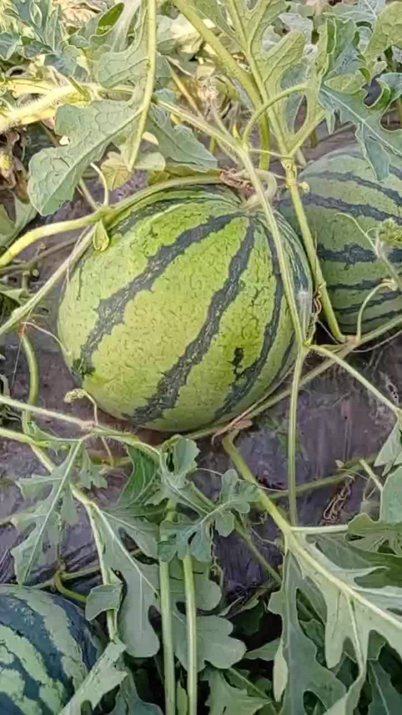【西瓜】，自家种植，产地直发，价格可谈